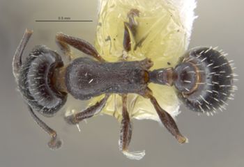 Media type: image;   Entomology 29079 Aspect: habitus dorsal view